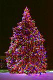 Gilmore's Christmas Tree_11779-81